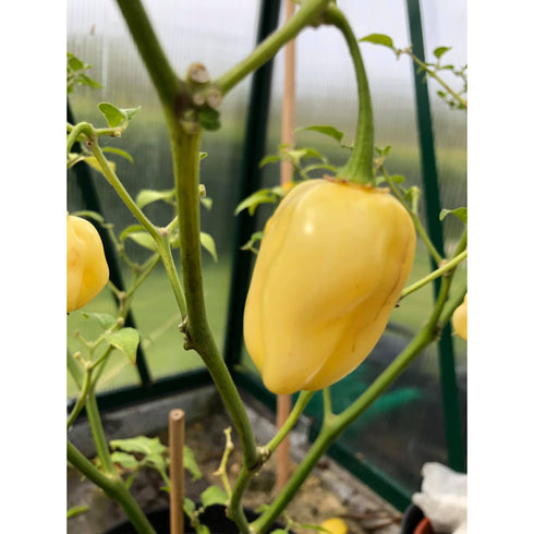 7 Pot Smooth White